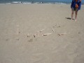 DSC03771