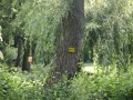 IMG_0784
