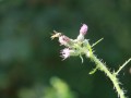 IMG_0955