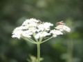 IMG_0956