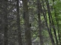 DSC_0631