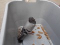 DSCN3928