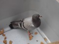 DSCN3929