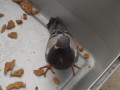 DSCN3930